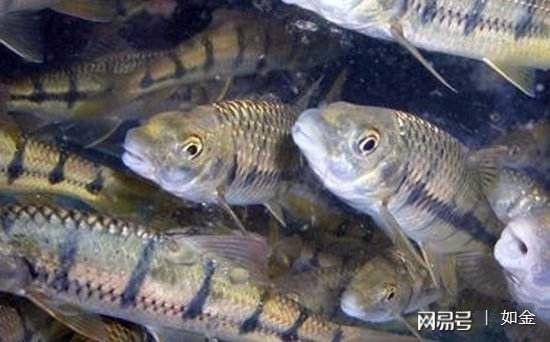 淡水石斑鱼养殖 稀缺引高利，财源自水来