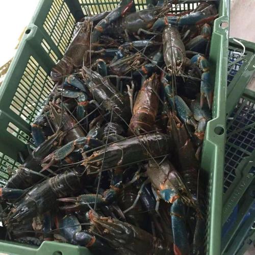 淡水澳洲龙虾养殖技术全解析