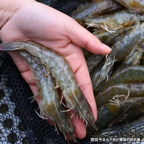 探秘东北淡水小糠虾养殖技巧 从零开始养出一池好虾